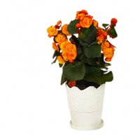 Påskbegonia - Krukväxter - Skicka blommor och presenter