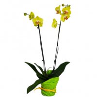 Orkide Lime/Gul - Krukväxter - Skicka blommor och presenter i